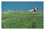 Descansando | Resting