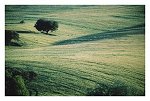 Montado | Pasture