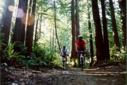 Eu E O Ben Nos Redwoods - Fotografia de Rui Gonalves