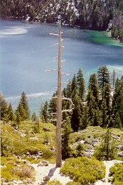 Árvore Morte em Lake Tahoe - Fotografia de Rui Gonçalves